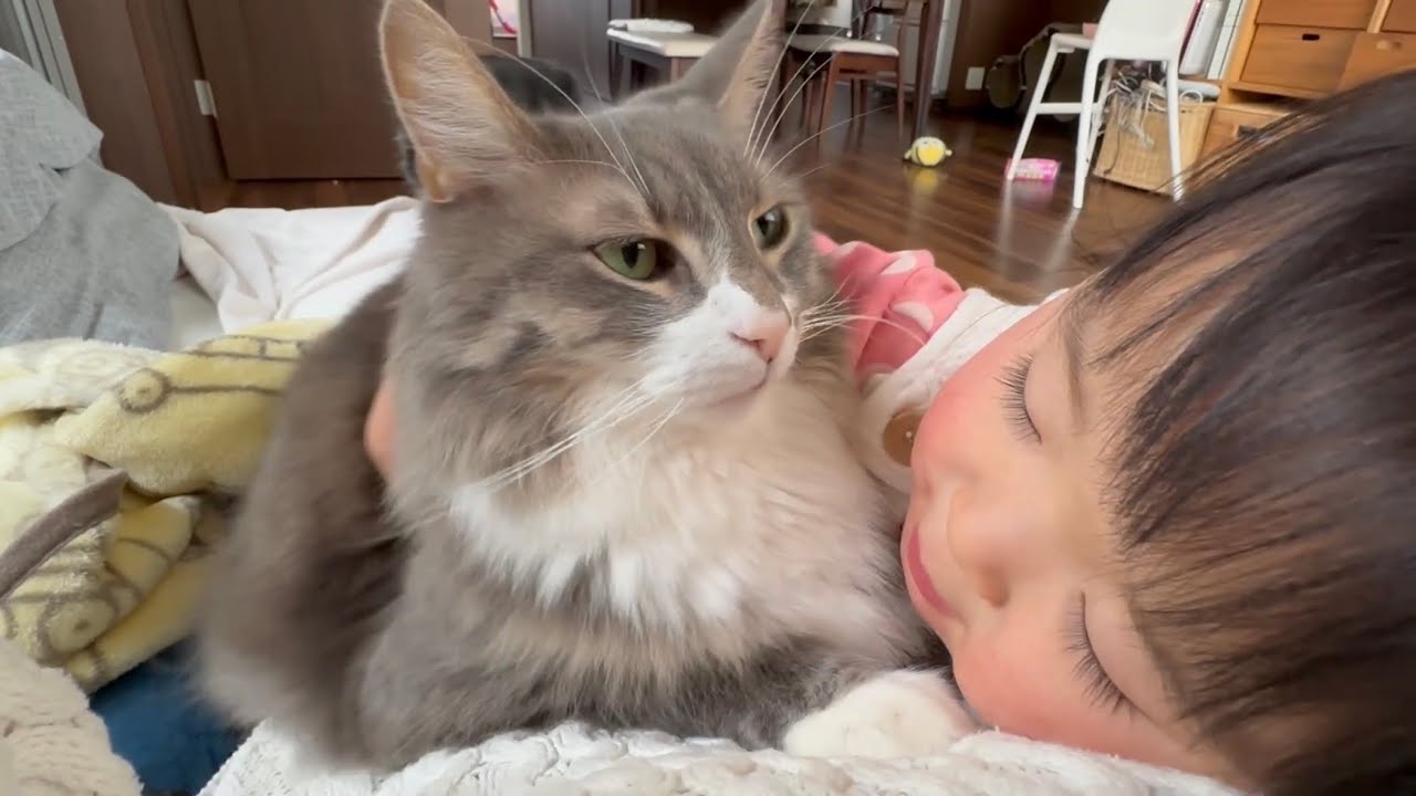 箸休めの役割りをする猫　ノルウェージャンフォレストキャットCat cuddling. Norwegian Forest Cat