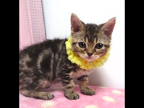 セルカークレックス×アメショ★カールくん２ヵ月半