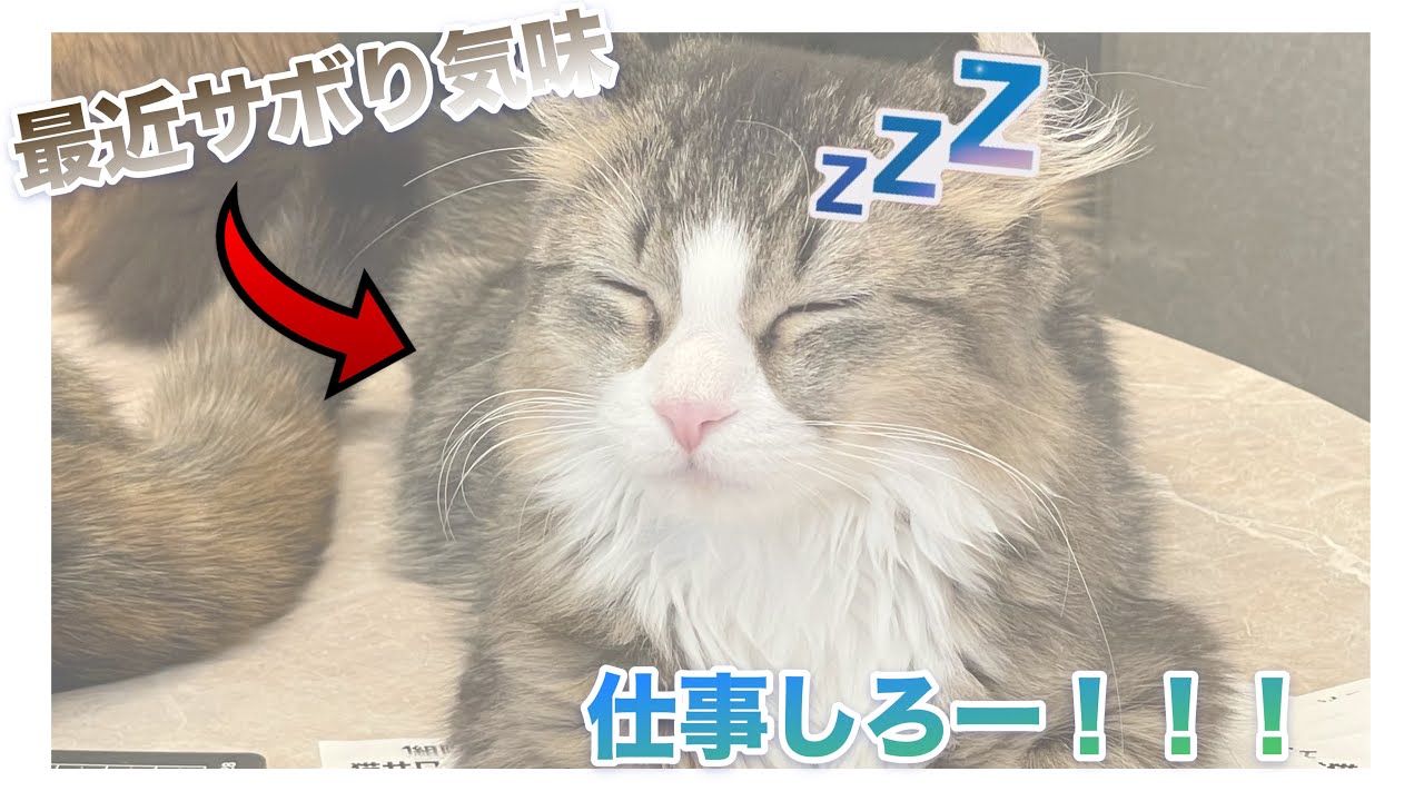 Kahluaの日常😺