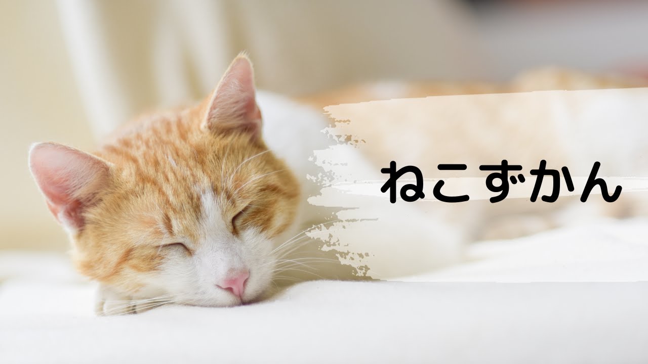 【可愛い猫の癒し】ねこずかん