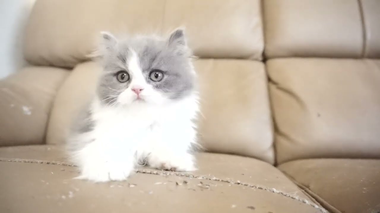 セルカークレックス子猫　2023.11.5産まれ 　ブルー＆ホワイト　　男の子　Selkirk Rex　シーダキャット猫のお店