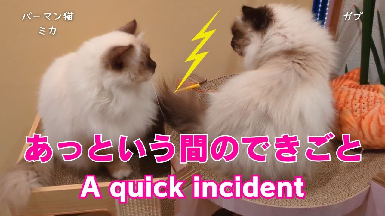 バーマン猫ミカとガブ【あっという間のできごと】A quick incident（バーマン猫）Birman/Cat