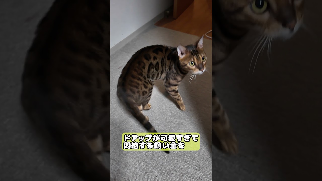 【猫】ドアップしょーくんです #cat #kawaii #ベンガル