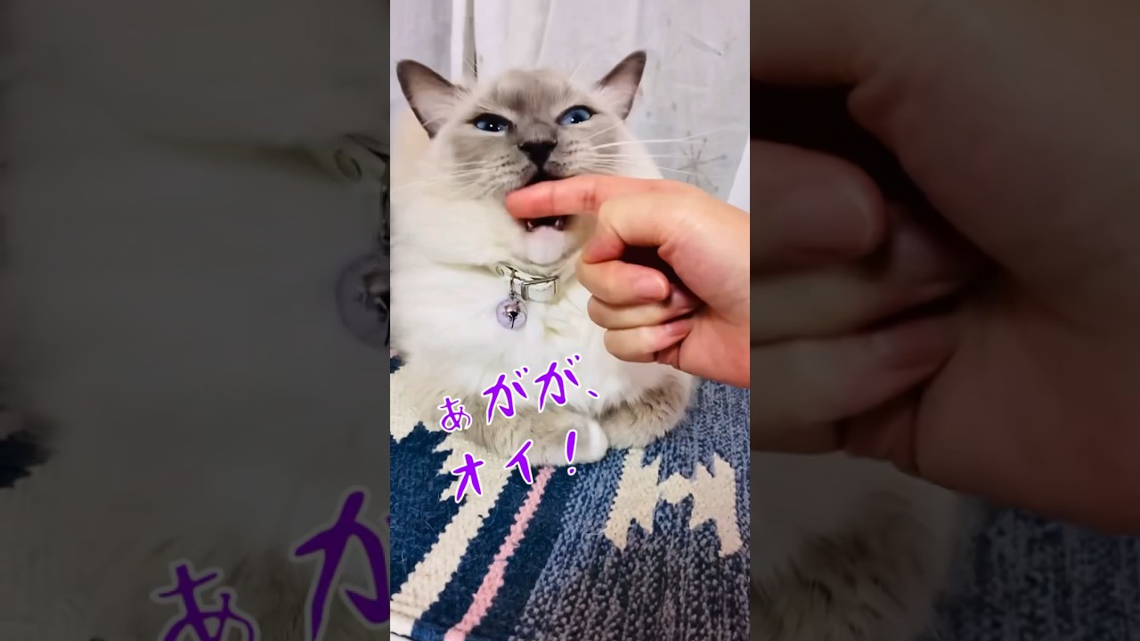 【anela】わんっww#ラグドール #長毛猫 #ねこのいる生活 #cat #shorts