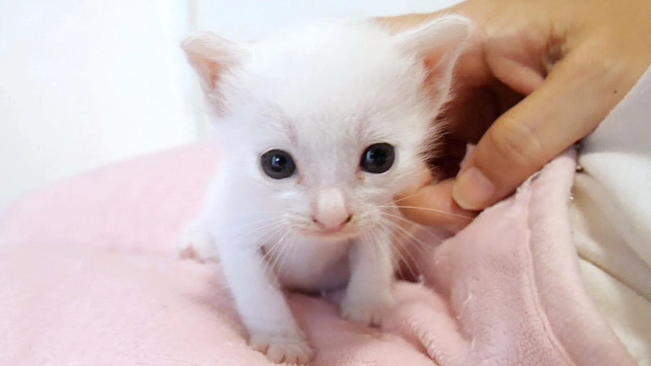 落ちそうな妹子猫を心配そうに見ている兄子猫達【赤ちゃん猫　保護猫】