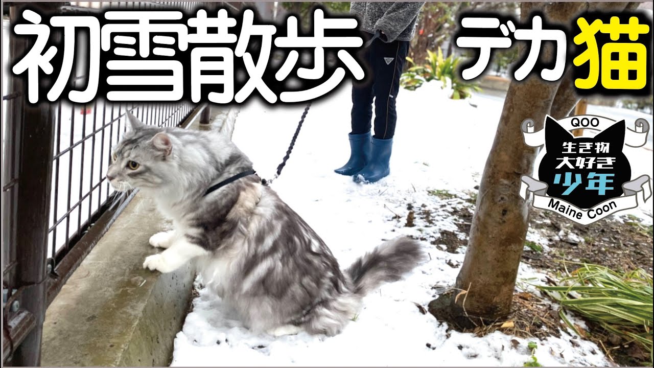 【メインクーン】初めての雪散歩。長毛種の大型猫の反応は？