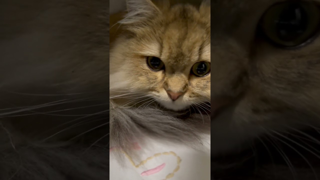 もふもふ〜🐈✨