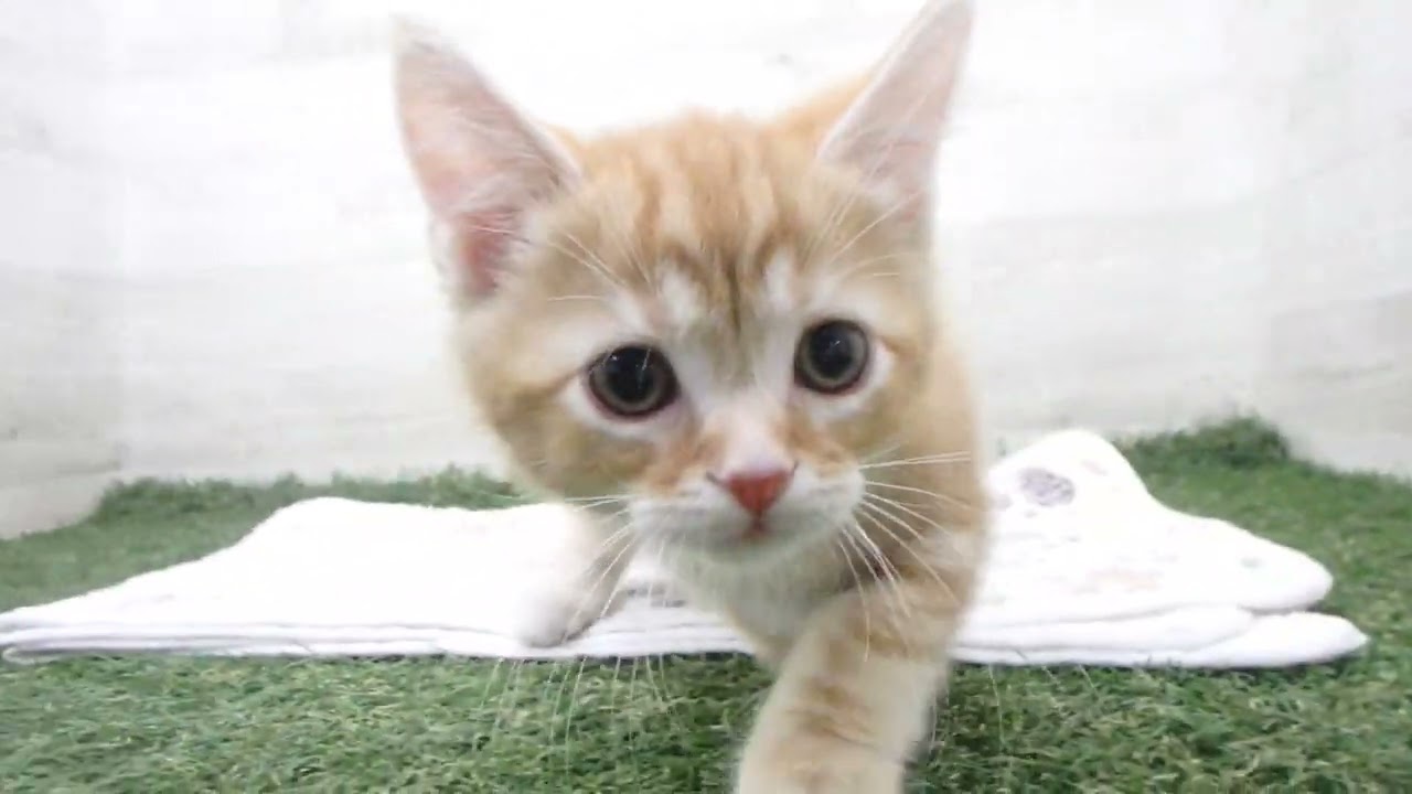 Coo&RIKU　No00663765 アメリカンショートヘアー