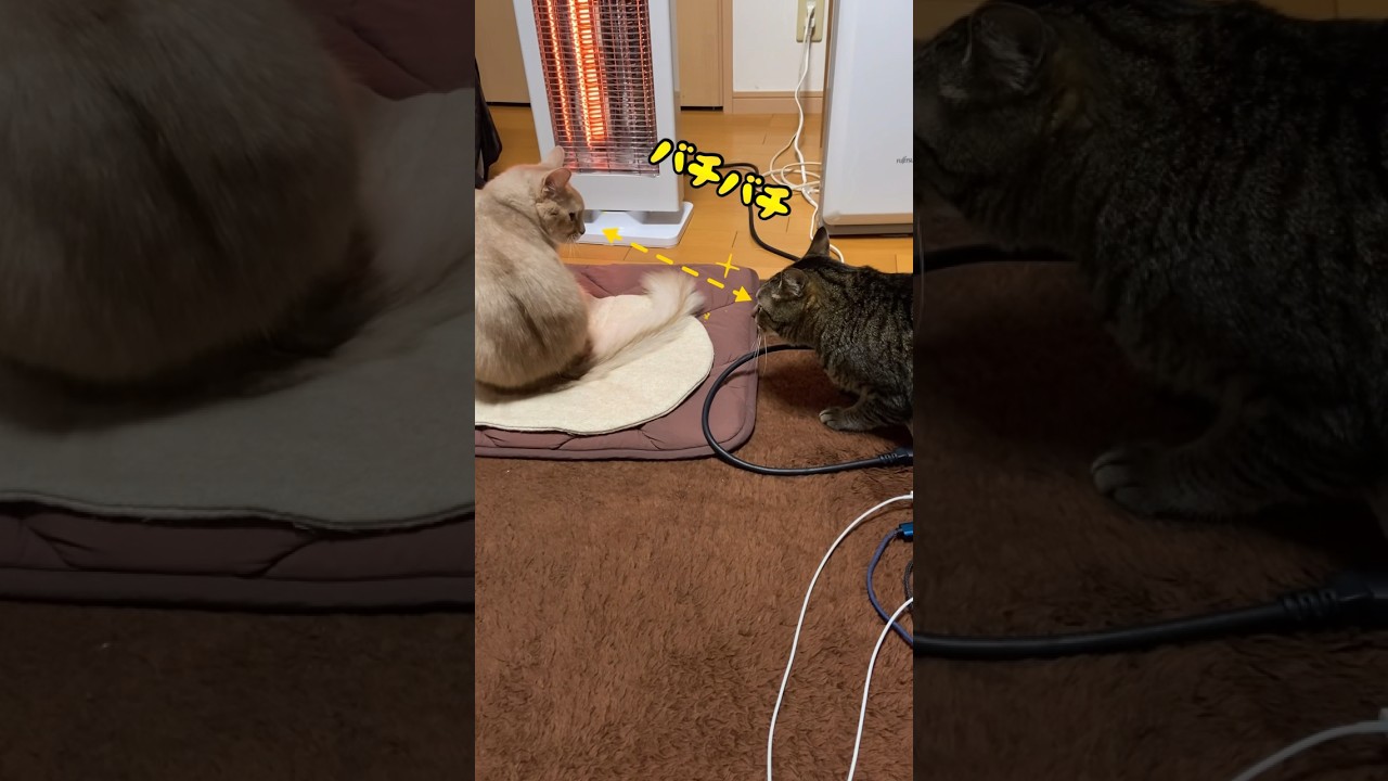 目と目が合ったら？その②#shorts #猫#ソマリ#キジトラ