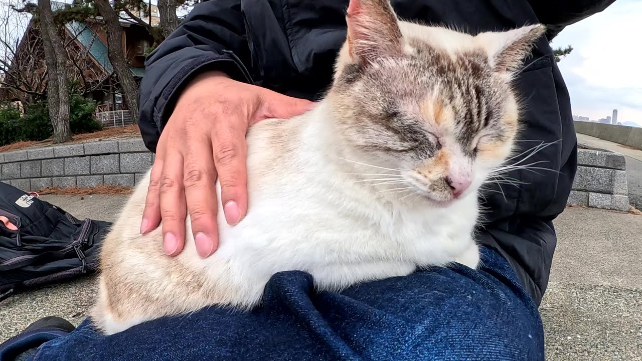 遠慮がちなシャム猫を強制的にひざにのせたらリラックスしてくれた