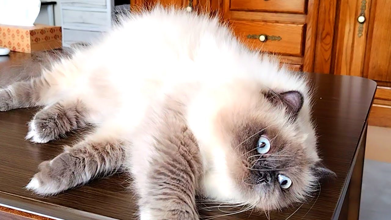 甘えたい時の距離の縮め方が半端ない猫です【ヒマラヤン猫】