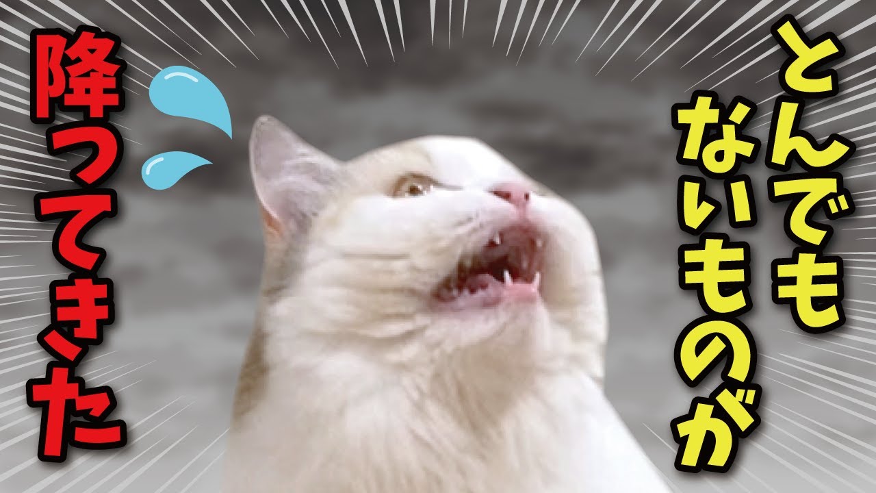 初めてのアレに戸惑う猫たちがこちら【関西弁でしゃべる猫】【猫アテレコ】