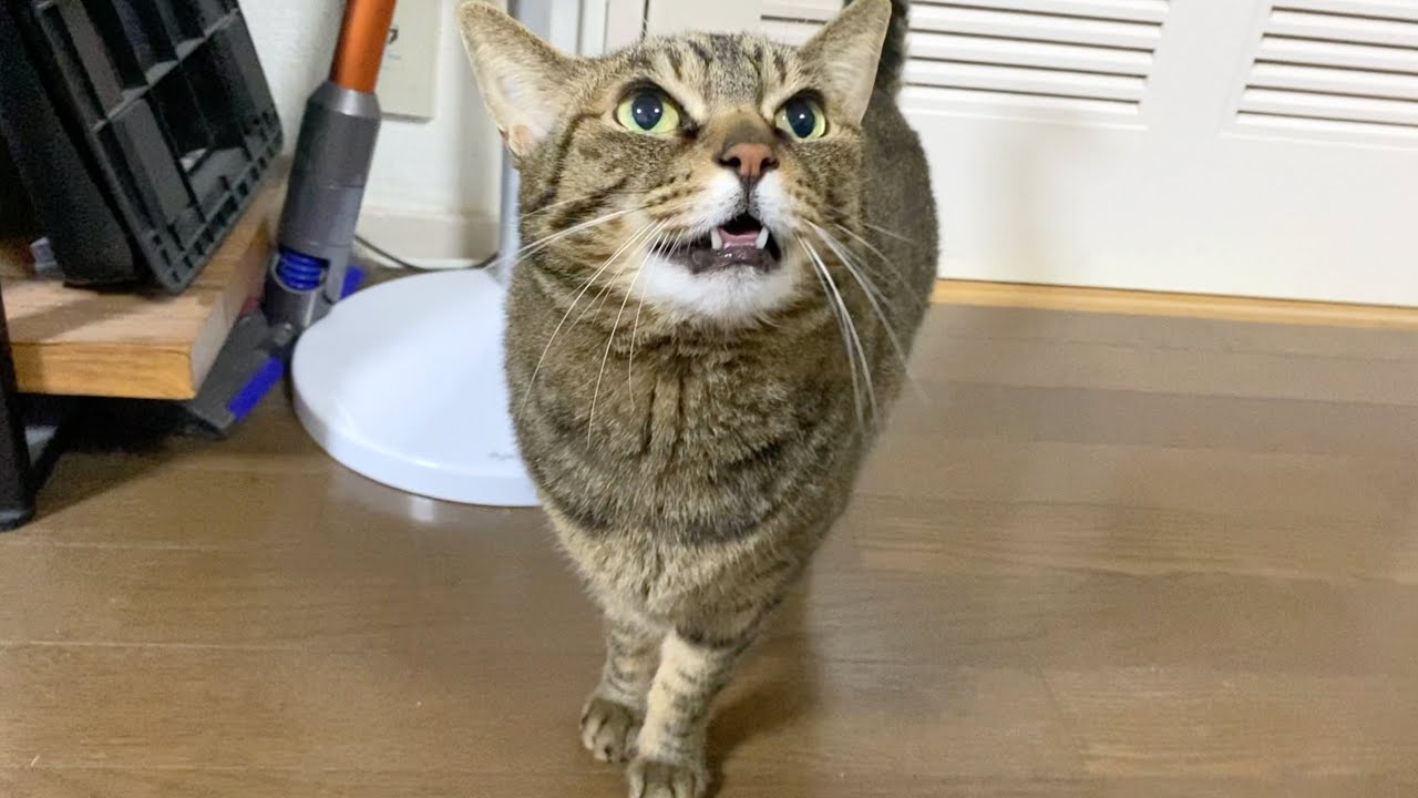 確実に日本語の意味を理解してしゃべる猫...