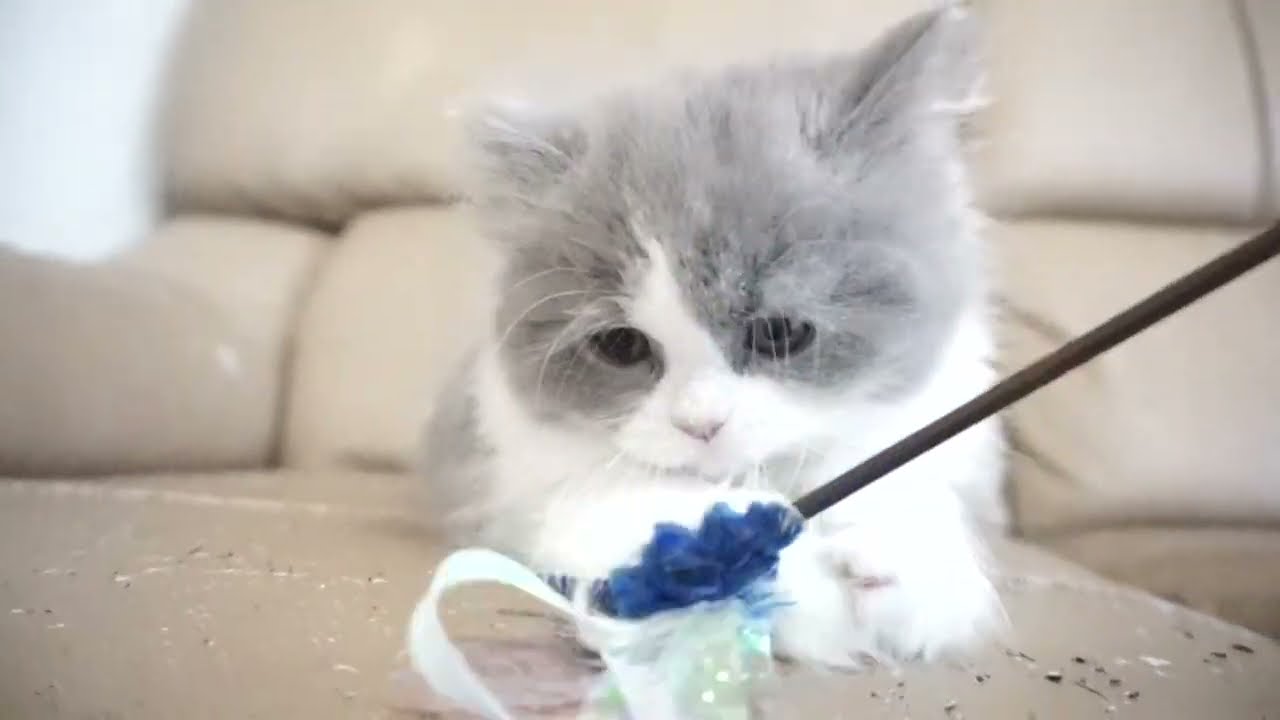 セルカークレックス子猫　2023.11.5産まれ 　ブルー＆ホワイト　　男の子　Selkirk Rex　シーダキャット猫のお店