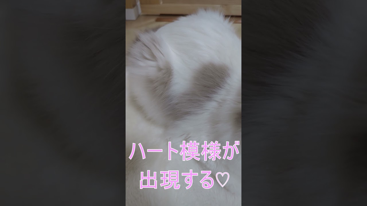 ハート模様が出現する猫 #ラグドール #ねこ #ハチワレ #ブルーポイントバイカラー #天使の寝顔  #ragdoll #cat