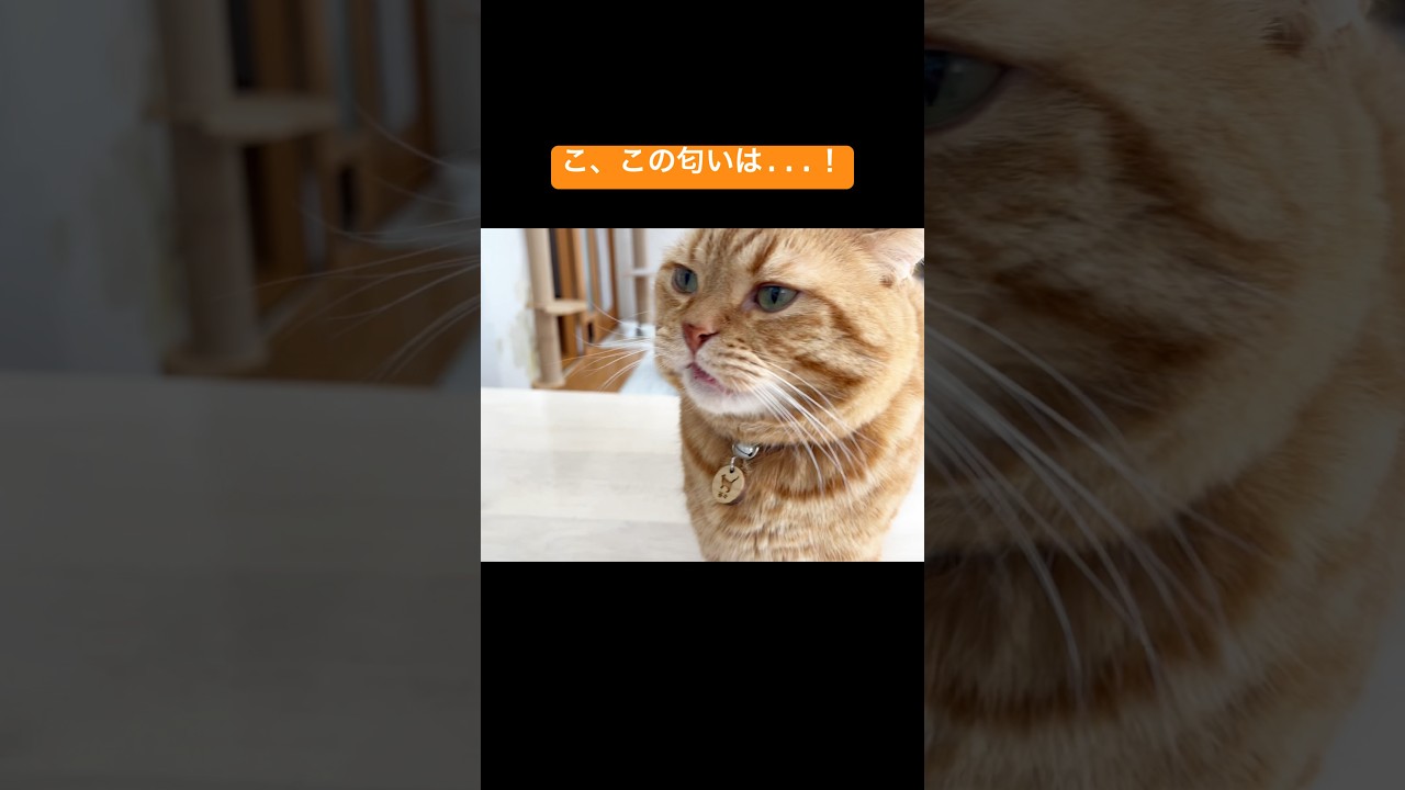 『こ、この匂いはなんなのん！？』 #猫 #マンチカン #shorts