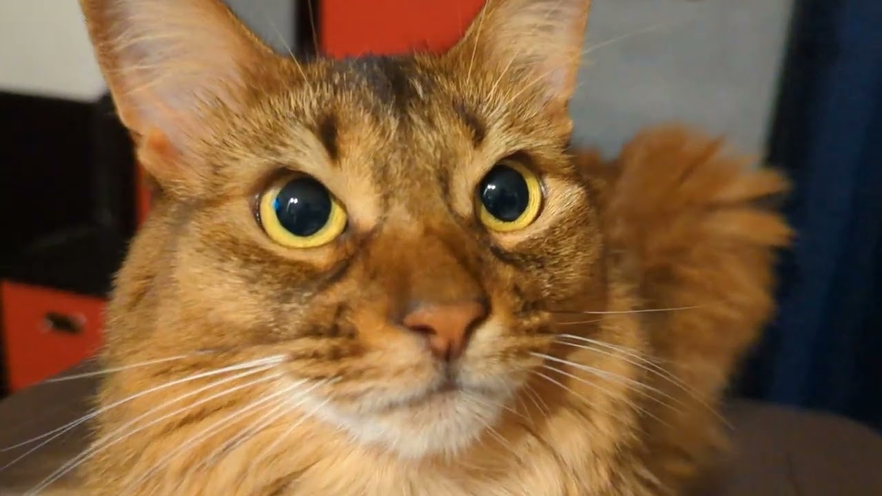 【529日目】美 #ソマリ #cat