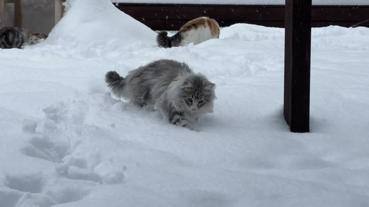 大雪警報の翌朝、雪遊びするノルウェージャンフォレストキャットたち。