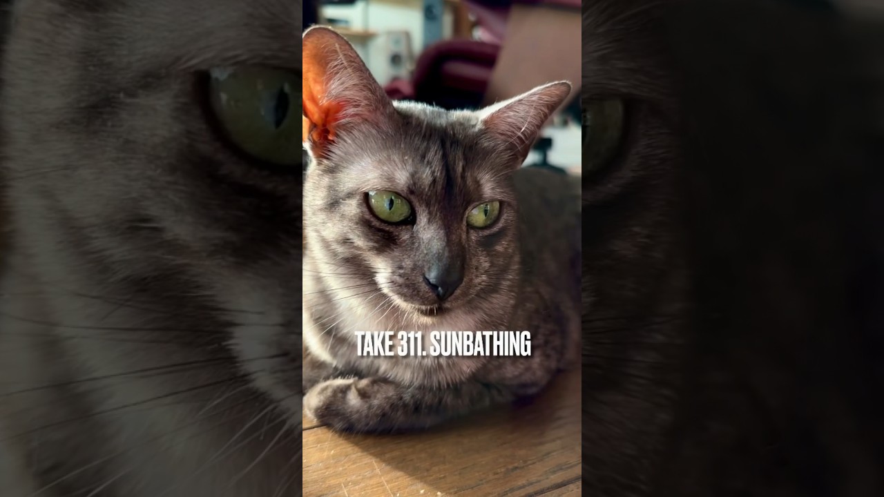 #香箱座り は#リラックス してる証拠にゃ❗️#ひなたライフ #気持ちいい にゃ‼️#東北の猫 #猫のいる暮らし #猫の気持ち #エジプシャンマウ #shorts