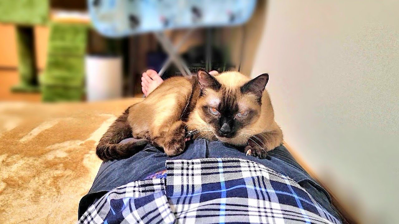 股座に座り込むシャム猫に下りてと２度頼んだら面白い展開になった🤪