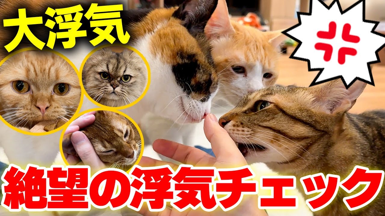 猫カフェで浮気して帰ってきた飼い主を取り囲んで怒りのチェックをする愛猫たちが怖過ぎました…