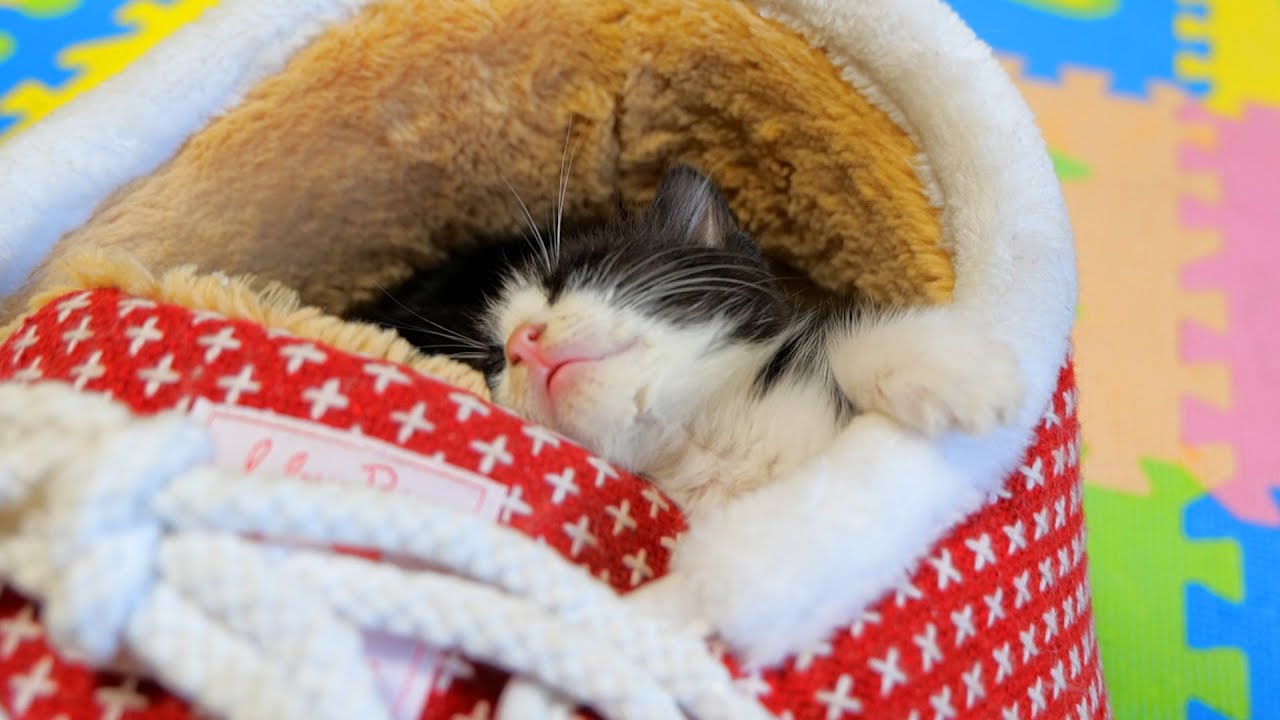 徐々に崩れ落ちてゆく白鼻ちゃん【道路のずぶ濡れ子猫保護14日目】