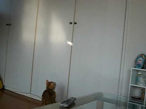 光を追うアメショーネコ　ｍｏｃａちゃん