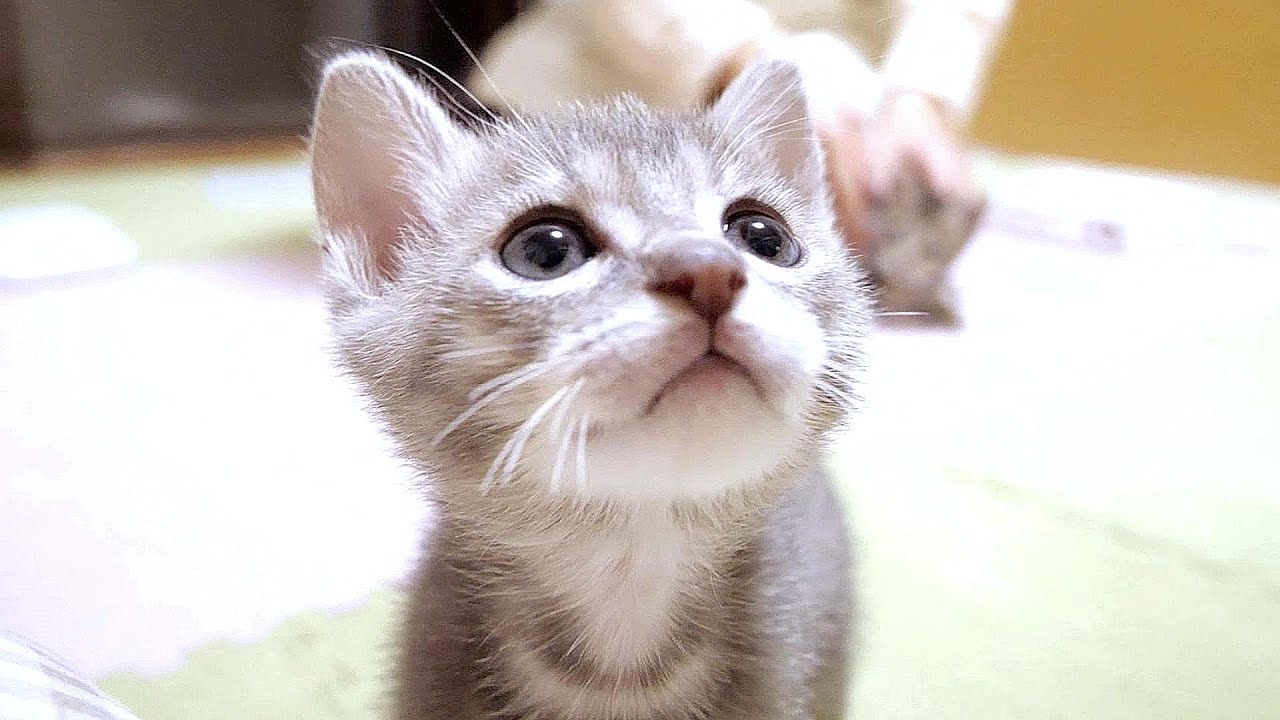 子猫がかわいい声でご飯を下さいとおねだりしながら足にダイブしてきました【赤ちゃん猫　保護猫】