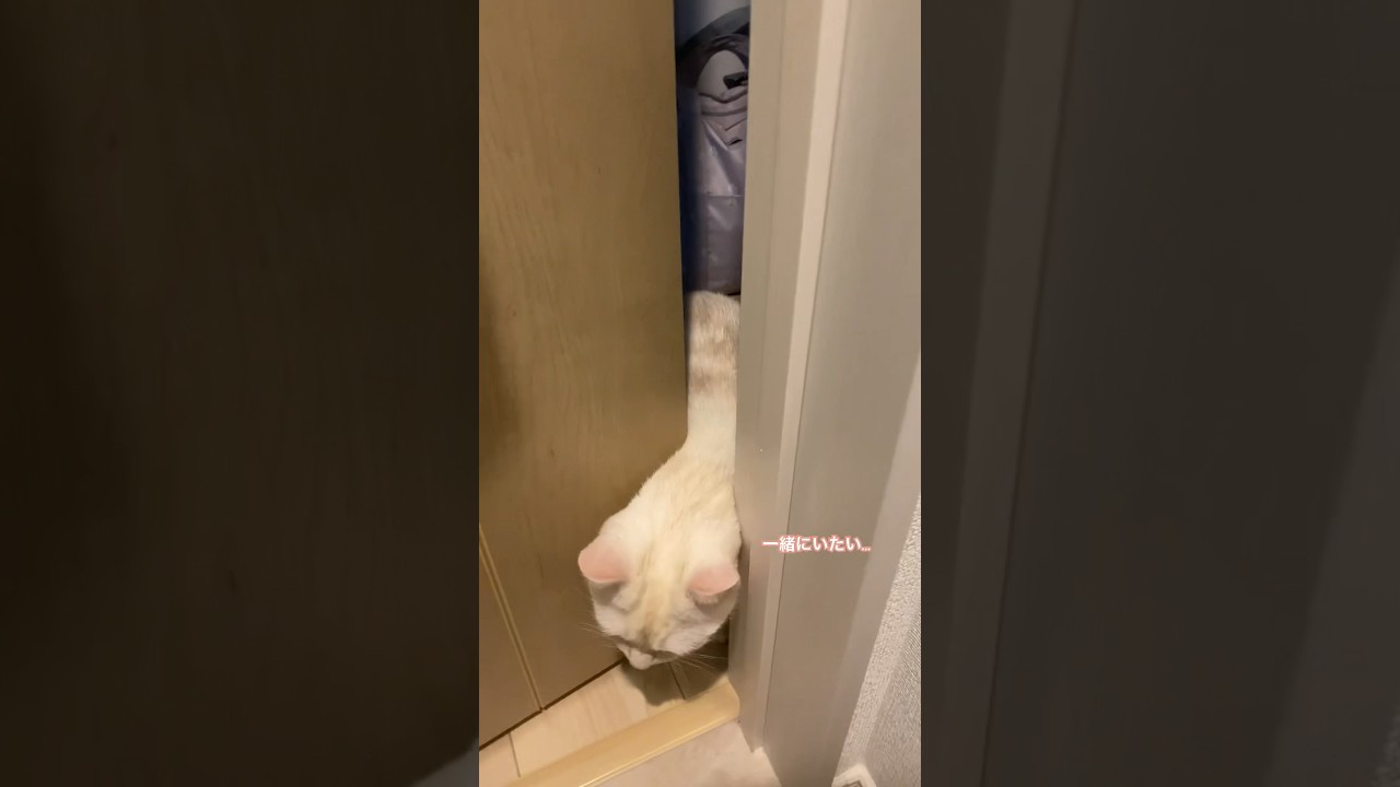 ストーカー猫 #白猫 #アメリカンショートヘア #スコティッシュフォールド #shorts