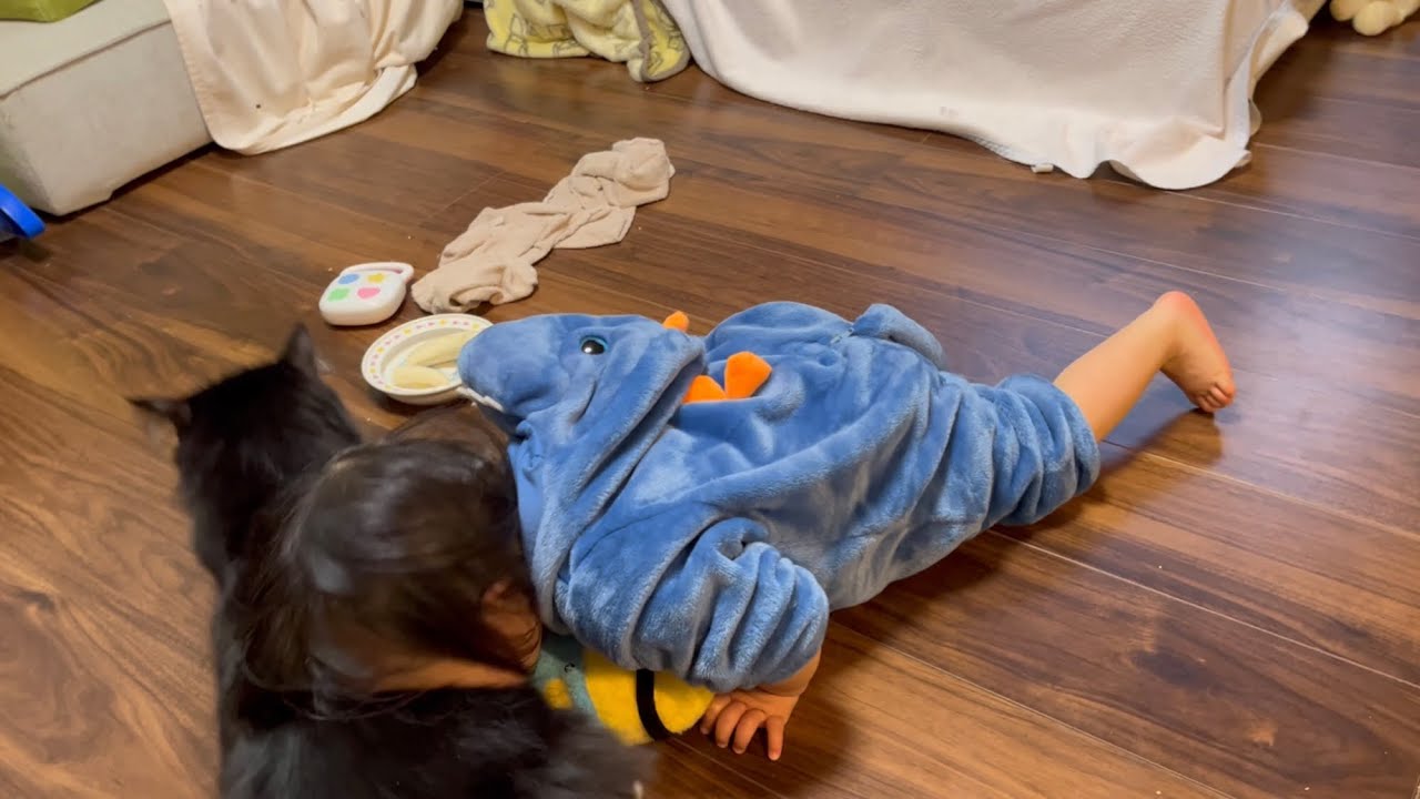二歳児の日課で猫吸いされる猫　ラガマフィン