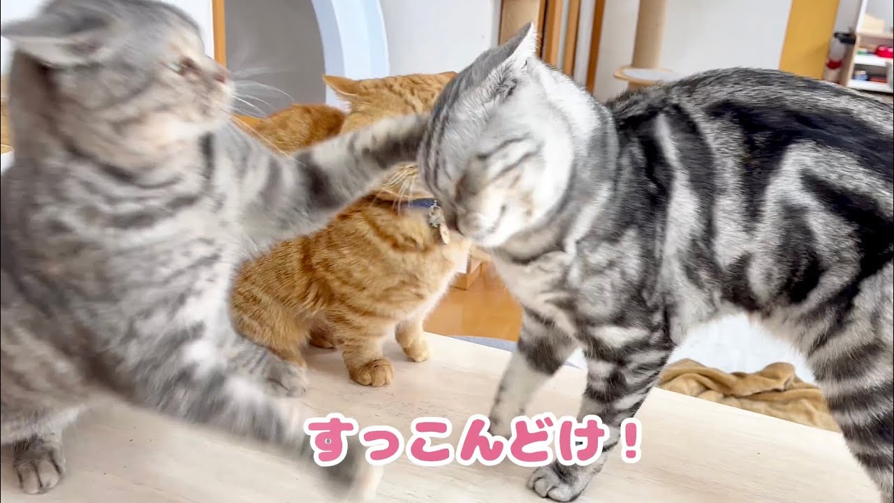 茶々パパとクロくんの喧嘩を拳で止めに入る武闘派ぎんちゃん #猫 #マンチカン