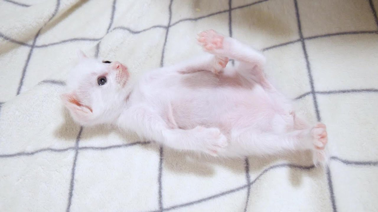 白子猫ちゃんはお友達が起きるのを待っていたのですがやがて‥・【赤ちゃん猫　保護猫】