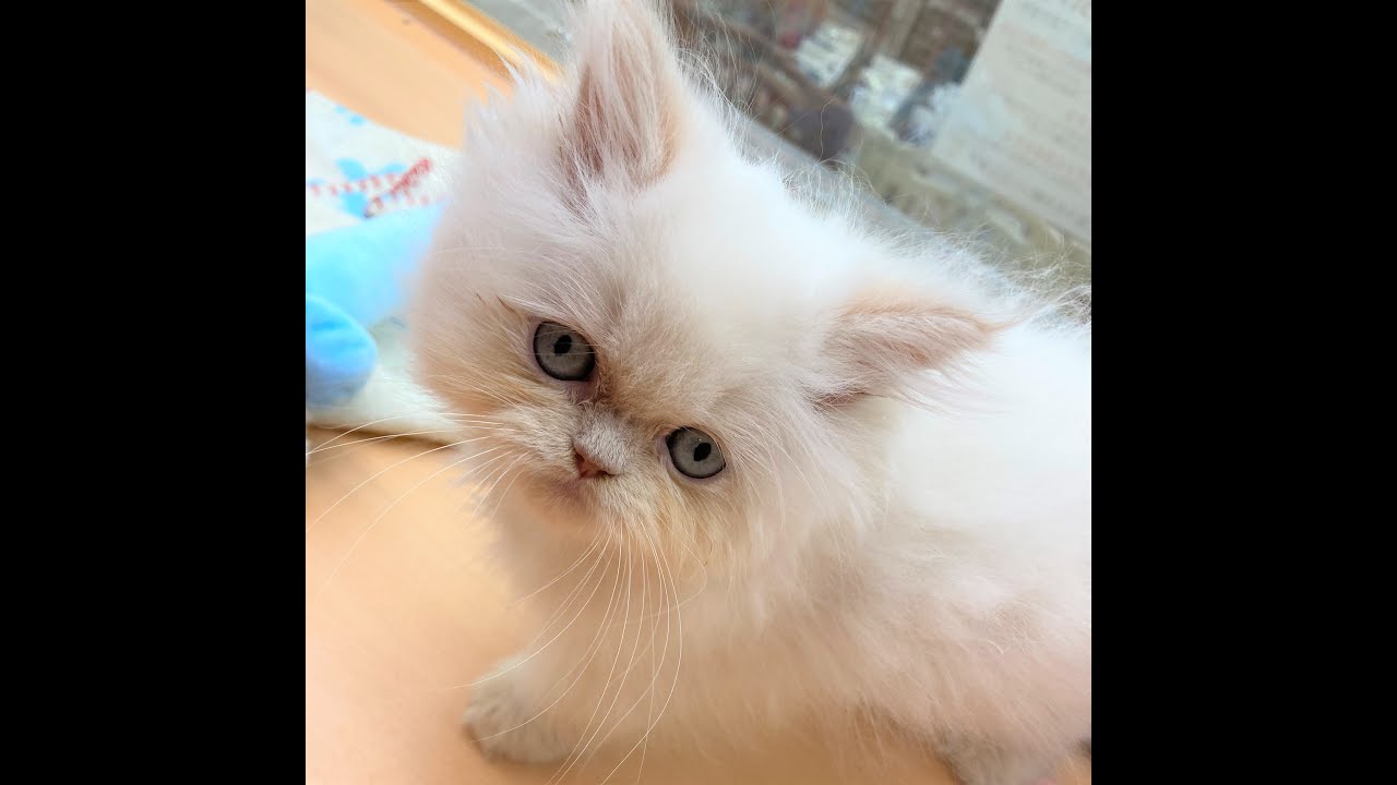 【店頭デビュー】ヒマラヤンくん