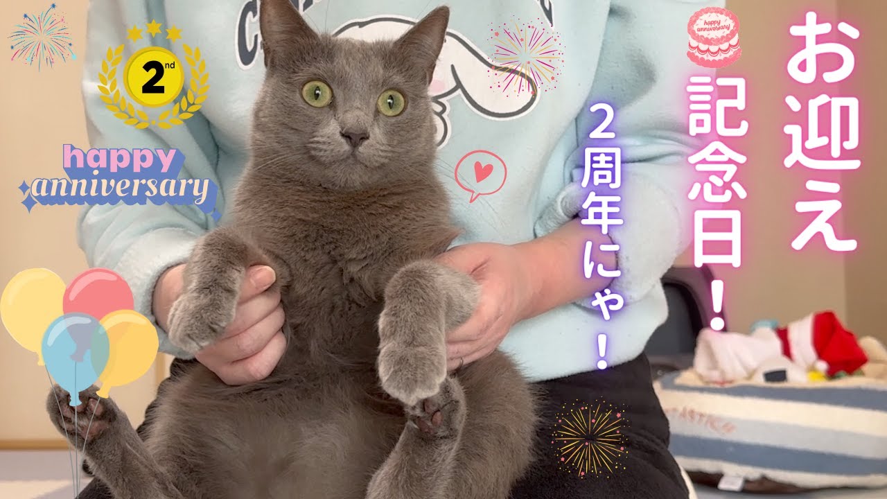 お迎え記念日💖〜2024年2周年〜（ロシアンブルー）