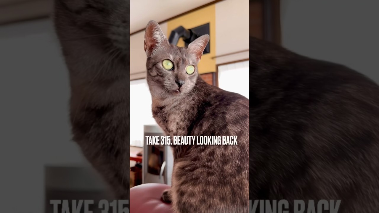 #見返り美人 ならぬ#見返り美猫 にゃ❗️自画自賛ってやつにゃ‼️ #エジプシャンマウ #egyptianmau #beautylookingback #今日も元気でありがとう #shorts