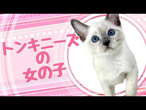 トンキニーズの子猫　（平野瓜破）