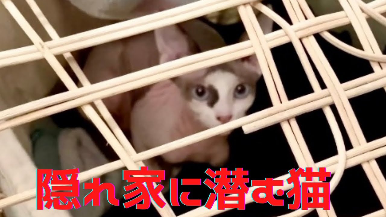 38:隠れ家を見つけたスフィンクス猫 The Sphynx cat that found a hideaway