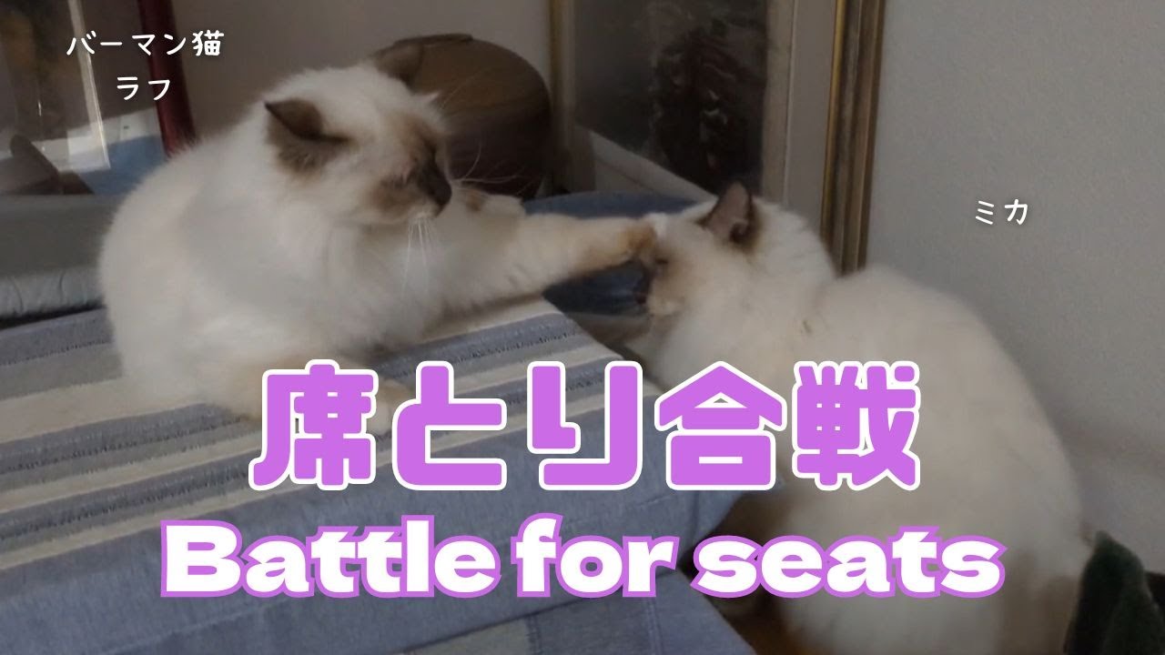 バーマン猫ラフとミカ【席とり合戦】Battle for seats（バーマン猫）Birman/Cat