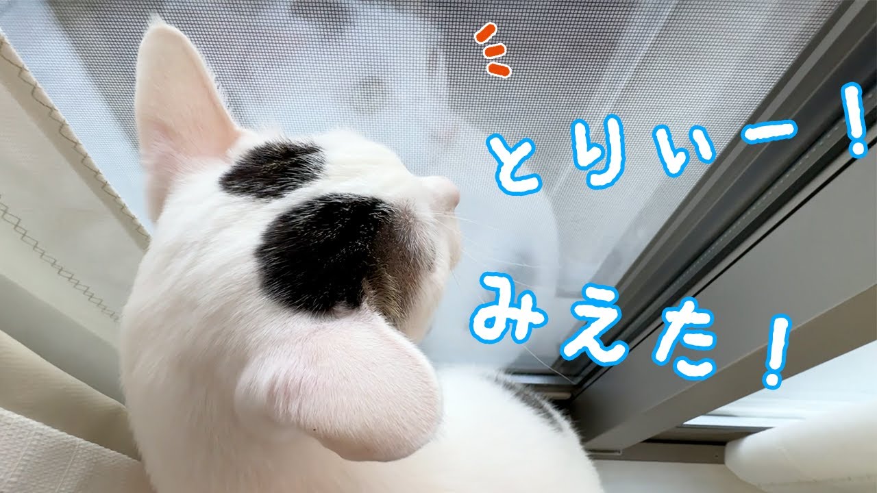 久々のカラスにお喋りしまくる猫チロさん！