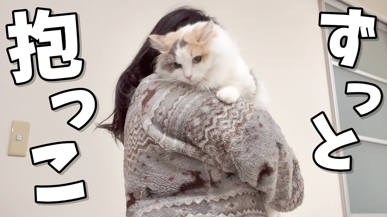 甘えんぼが止まらなくなるマンチカン猫の反応がかわいすぎましたｗ