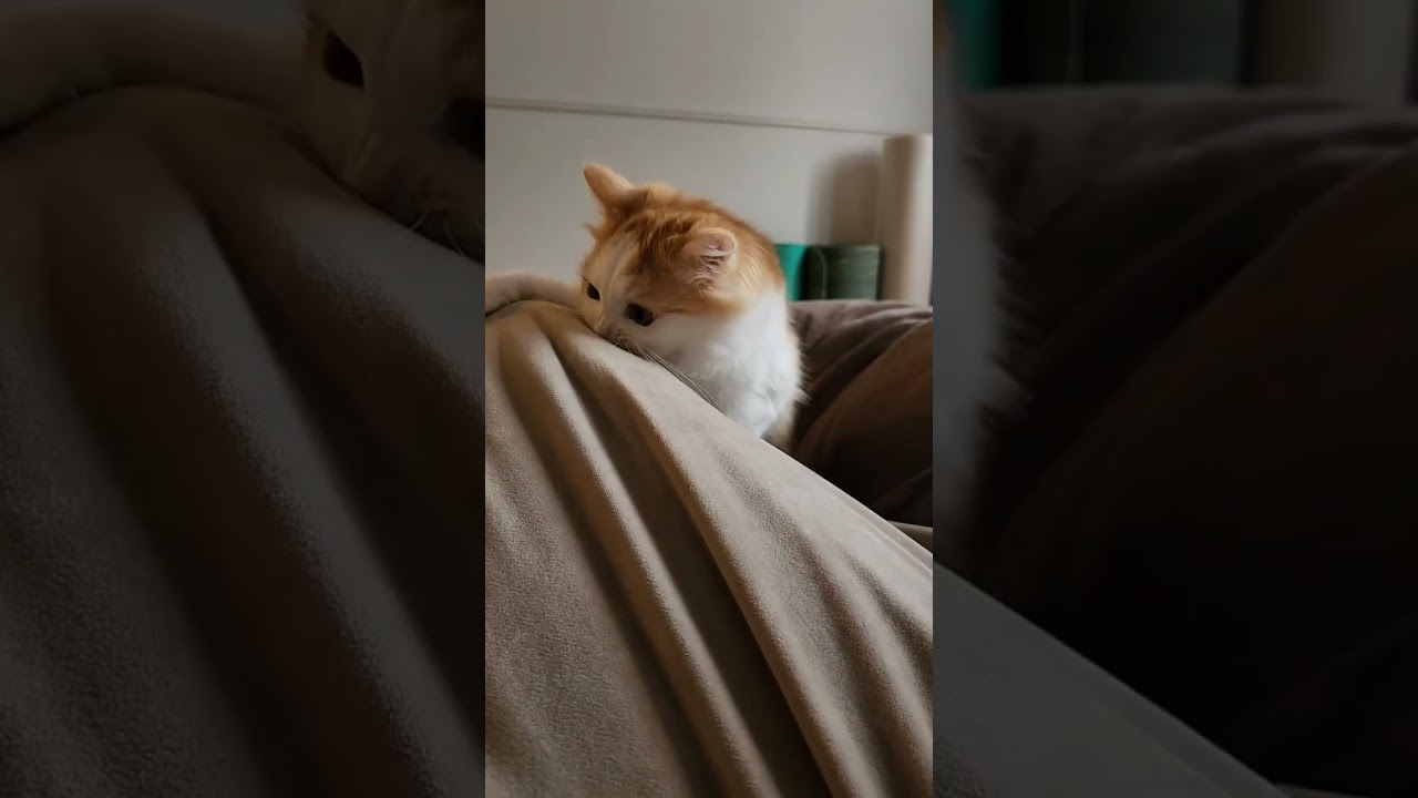 海老反り？ #cat #ラガマフィン #ragamuffin #猫 #猫のいる暮らし