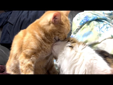 家族愛に溢れる兄猫と妹猫の姿がかわいすぎた