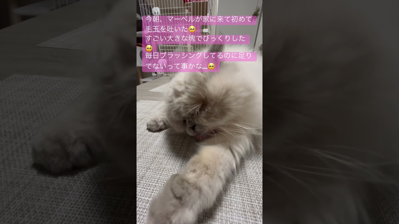 毛玉を吐いたマーベル🐈 #short #うちのにゃんこ #ヒマラヤン #ねこ #cat #マーベル #かわいい