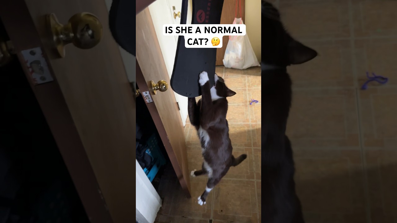 Brown cat goes wild 🤯 #cat #browncat #short #short