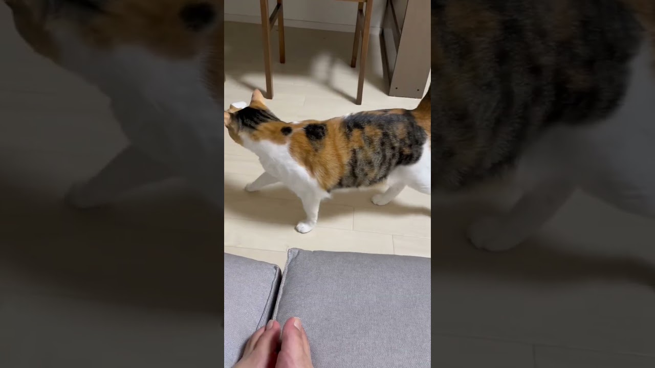 綺麗なソプラノボイス猫の鳴き声が可愛すぎる…🤦