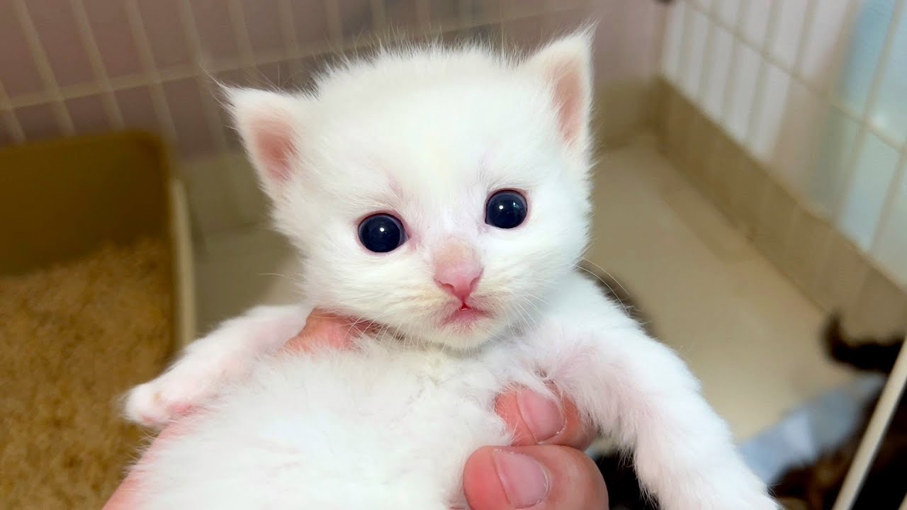 【マンチカンの子猫】子猫を持ってみたら目玉が飛び出た件 ～猫のいる生活Vol.886～出産動画 マンチカン短足・ミヌエット・ペルシャ猫専門ブリーダー『ペット蔵人』【子猫の成長記録】