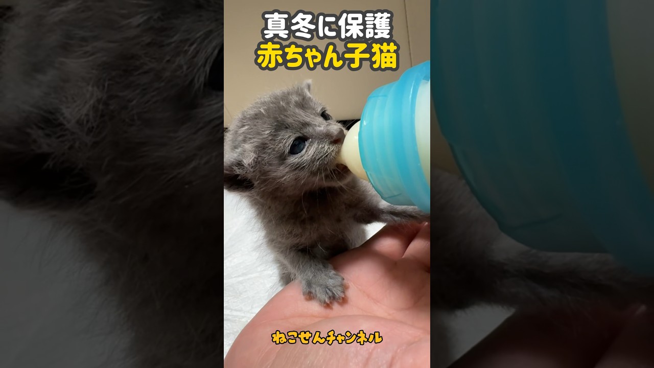 【生後10日ロシアン】真冬に保護した赤ちゃん猫のミルク姿は尊い💕 | ねこせん