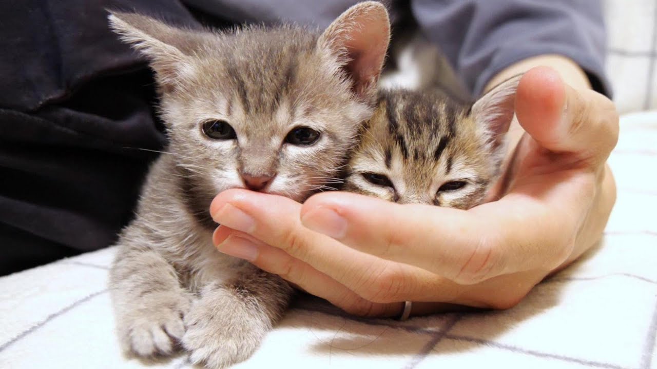 子猫のお食事に乱入猫達がやってきて現場は大変です【赤ちゃん猫　保護猫】