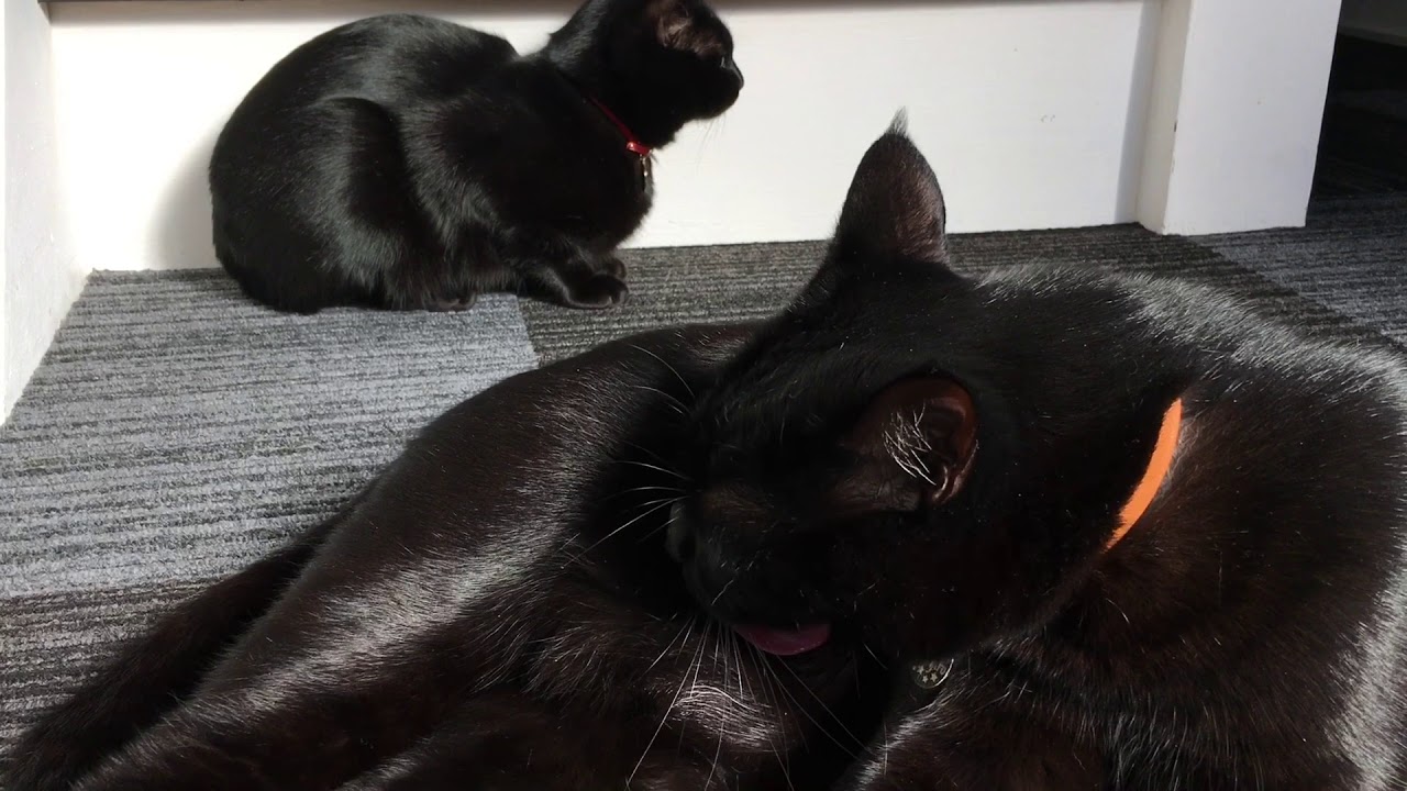 4匹黒猫ボンベイファミリーのにぎやかな1日☆日向ぼっこ。仲良くお昼寝。コタツの上はお気に入り。ベニちゃん首輪をゆるめる。