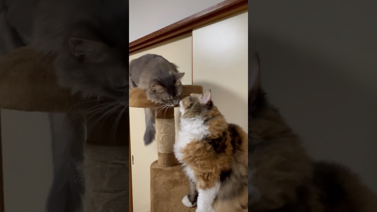 cute cat's kiss  可愛い猫のキス　セルカークレックス　ソマリ